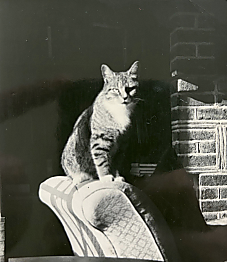 Tigger the cat sitting on a chair by the fireplace at Bullens Lee